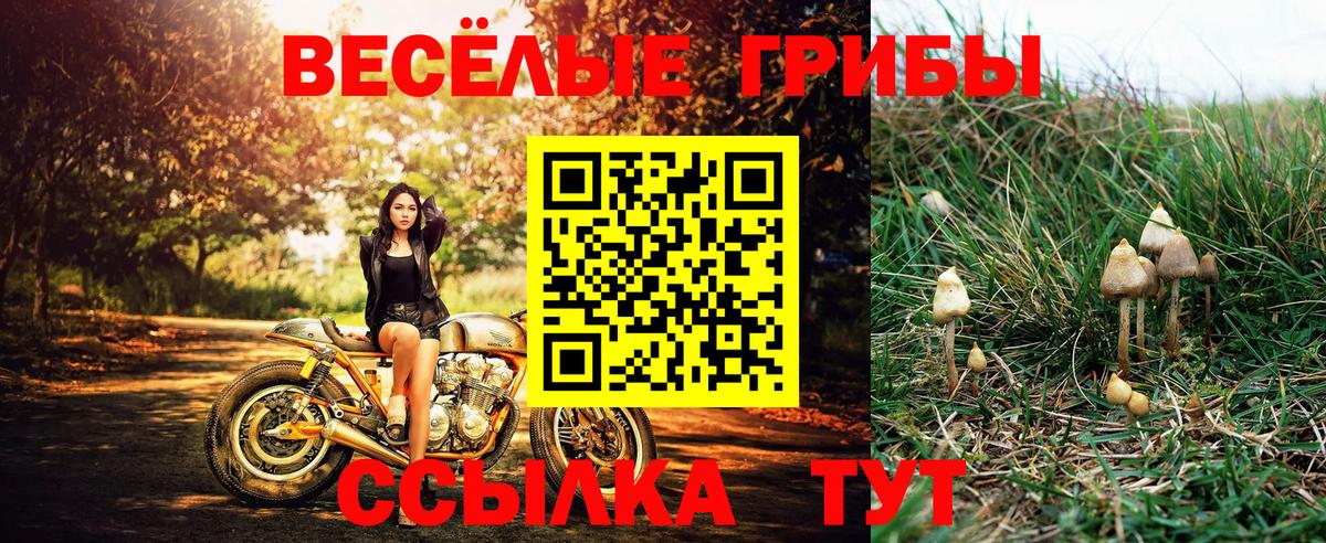 Котлас  Псилоцибиновые грибы мицелий  Вход с VPN  Псилоцибиновые грибы MAGIC MUSHROOMS 